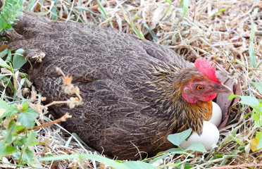 Hen is hatching the natural egg.