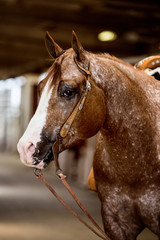 Naklejka premium Western Appaloosa Portrait