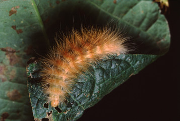 Yellow Woolly Bear Moth Caterpillar (Spilosoma Virginica)