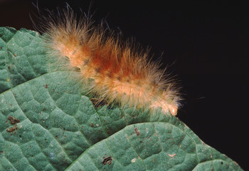 Yellow Woolly Bear Moth Caterpillar (Spilosoma Virginica)
