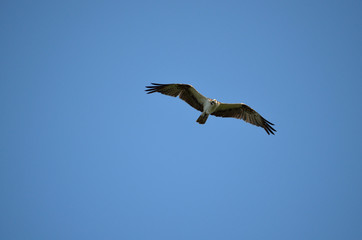Fototapeta na wymiar osprey flying and looking at camera