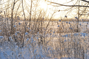 Evening on the Irtysh River, Omsk region, Siberia, Russia