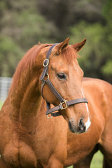 Thoroughbred Horse Portrait