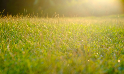 Fototapeta na wymiar The natural green lawn of the farm during the morning hours has natural sunlight.