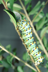 Naklejka premium Calleta Silkmoth Caterpillar (Eupackardia Calleta)