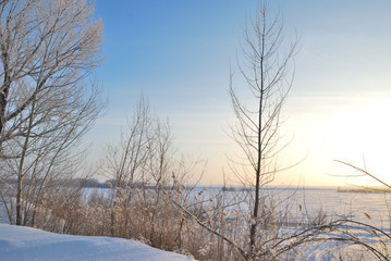 Plants covered with snow, Omsk region, Russia