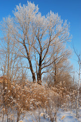 Plants covered with snow, Omsk region, Russia