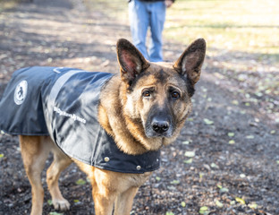 Eight year old German Shepherd dog taking a walk on cool fall morning 
