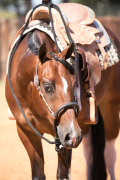 Western Horse