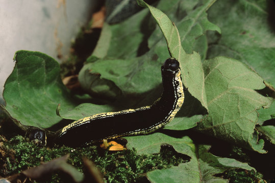 Catalpa Sphinx Moth (Ceratomia Catalpae)