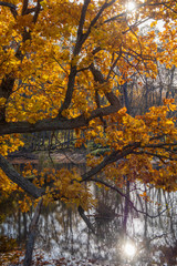 秋の陽の差し込む水辺の紅葉
