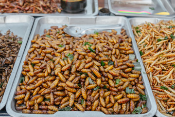Crispy fried silkworm pupae in tray for sale at fried insects and caterpillars shop in local street food market. Bangkok, Thailand.