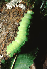 Giant Leopard Moth (Hypercompe Scribonia)
