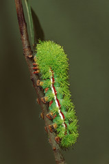 Io Moth Caterpillar (Automaris Io)
