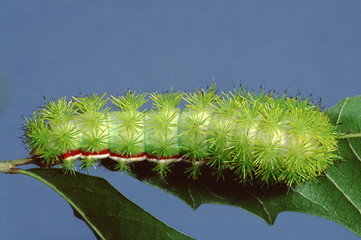 Io Moth Caterpillar (Automaris Io)