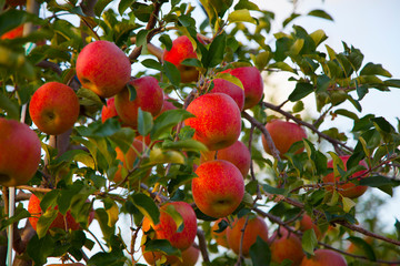 an apple orchard. a tree with apples on it.