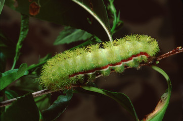 Io Moth Caterpillar (Automaris Io)