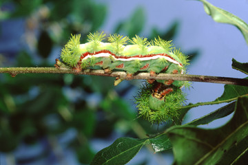 Io Moth Caterpillar (Automaris Io) © Liz