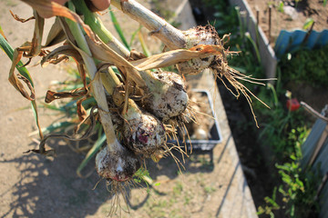 garlic