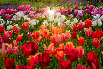 field of red and white tulips