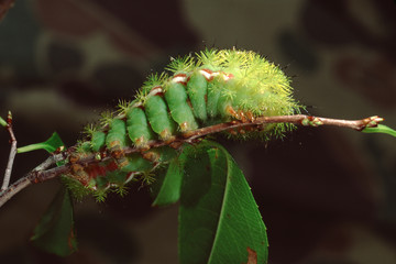 Io Moth Caterpillar (Automaris Io)