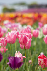 pink tulips in the garden