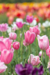 pink tulips in the garden