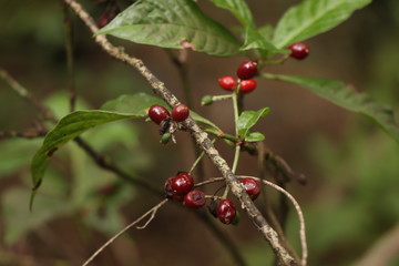 red berries on bush