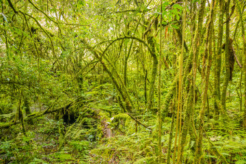 Fototapeta premium Ang ka nature trail in Doi Inthanon national park , Chiang mai , Thailand.