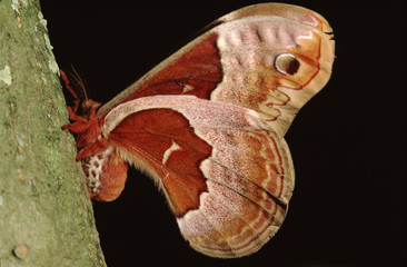 Promethea Silkmoth (Callosamia Promethea)