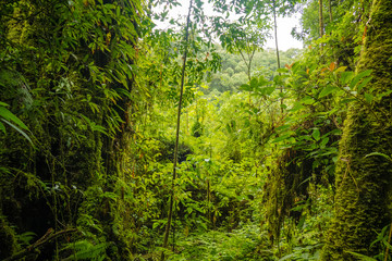Fototapeta na wymiar Ang ka nature trail in Doi Inthanon national park , Chiang mai , Thailand.