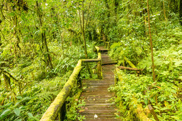 Obraz premium Ang ka nature trail in Doi Inthanon national park , Chiang mai , Thailand.