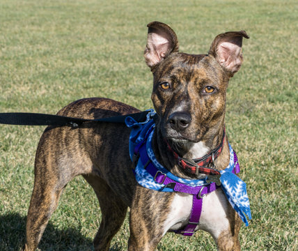 Rescue dog pitbull terrier mix