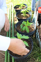 planting seedlings in pots