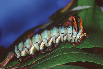 Regal Moth Hickory Horned Devil Caterpillar (Citheronia Regalis)