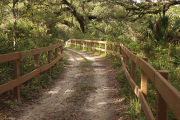 wooden bridge in the forest