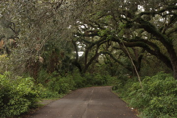 road in forest