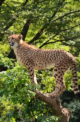 チーター