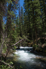 Peaceful Colorado forest scene with river and evergreens