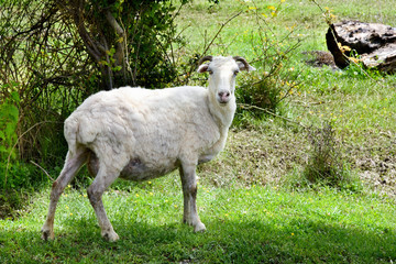 Obraz premium Sheep grazing in the field of Alazani valley, Kakheti. Cattle breeding in Georgia.