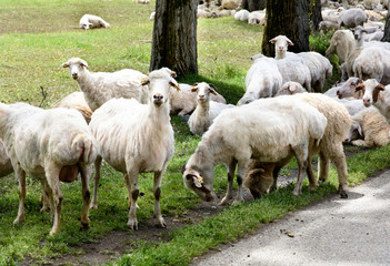 Naklejka na ściany i meble Rams and sheeps grazing in the field of Alazani valley, Kakheti. Cattle breeding in Georgia.