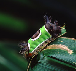 Fototapeta na wymiar Saddleback Caterpillar (Acharia Stimulea)