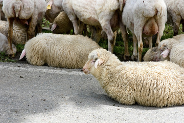 Naklejka premium Flock of sheep rest after dinner in the field of Alazani valley, Kakheti. Cattle breeding in Georgia.