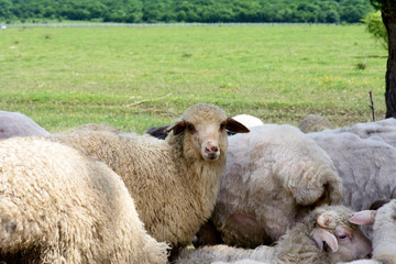 Obraz premium Flock of sheep rest after dinner in the field of Alazani valley, Kakheti. Cattle breeding in Georgia.