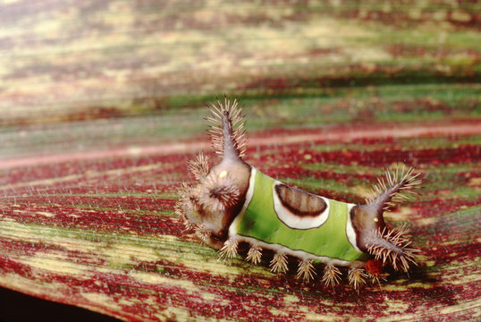 Saddleback Caterpillar (Acharia Stimulea)