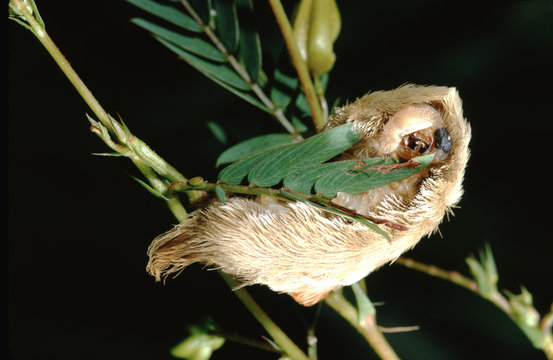 Southern Flannel Moth Puss Caterpillar (Megalopyge Opercularis)