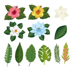 Papier Peint photo Plantes tropicales set of flowers and leafs tropicals vector illustration design