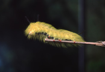 Spotted Apatelodes Moth Caterpillar (Apatelodes Torrefacta)