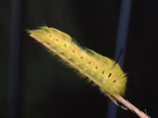 Spotted Apatelodes Moth Caterpillar (Apatelodes Torrefacta)