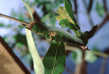 Tenacled Prominent Moth Caterpillar (Cerum Multiscipta)